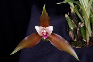 Lycaste schilleriana Huntingtons Copper Schilling HCC/AOS 76 pts.